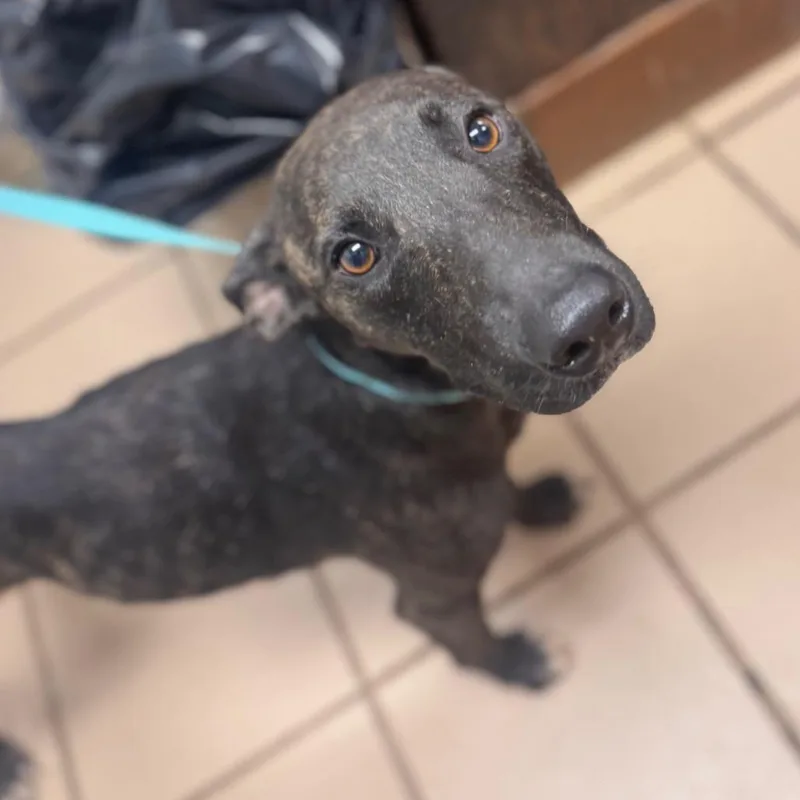 An adult medium-sized female Brindle Hound dog named Gabby for adoption in Starkville, MS