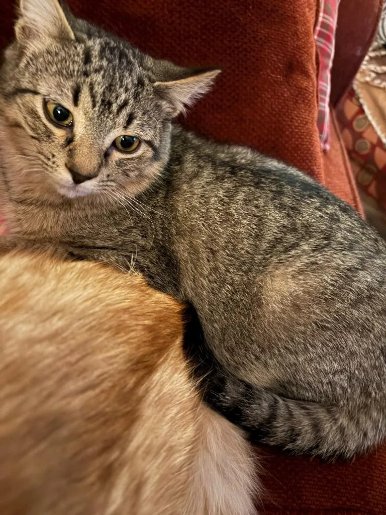 A baby small-sized male Domestic Short Hair cat named Kit for adoption in Ballwin, MO