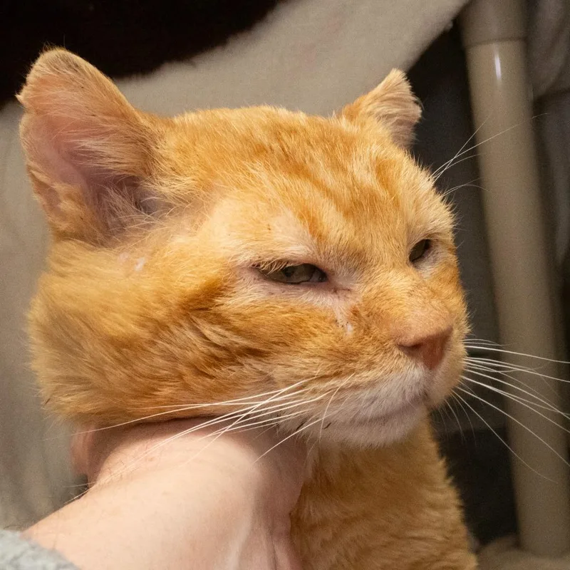 A senior medium-sized male Domestic Short Hair cat named Terry for adoption in Shoreline, WA