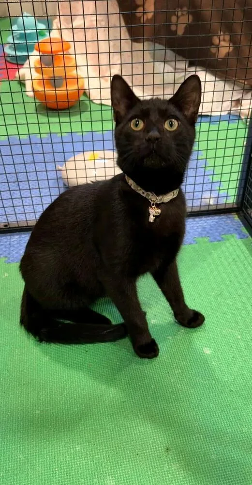 A baby medium-sized male Black Domestic Short Hair cat named Meatball for adoption in Dallas, PA
