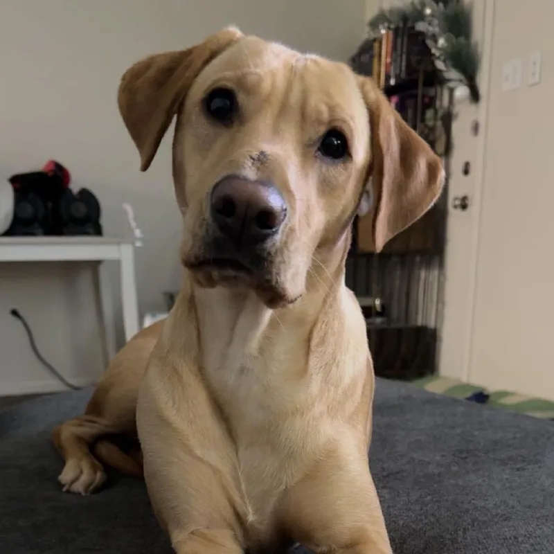 An adult medium-sized female Yellow / Tan / Blond / Fawn Yellow Labrador Retriever dog named Roux for adoption in Baton Rouge, LA