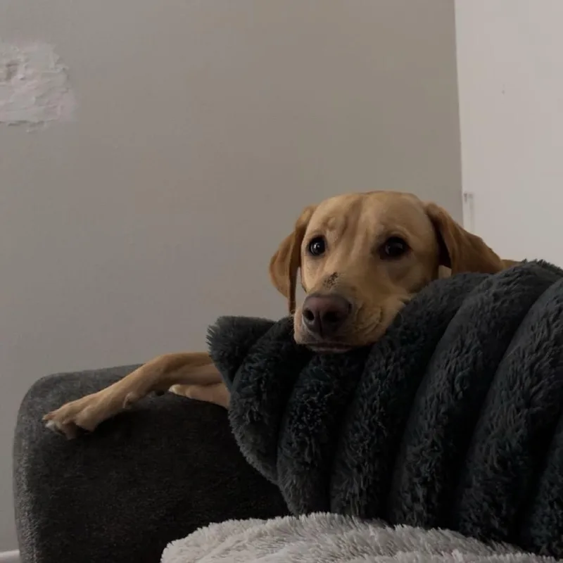 Roux thumbnail 3
