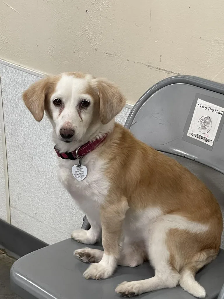 A senior small-sized female Terrier dog named Mocha for adoption in Thousand Oaks, CA
