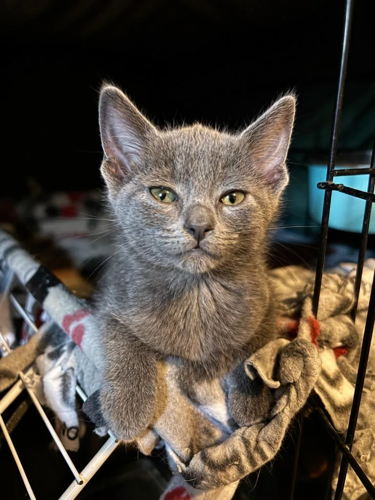 A baby medium-sized female Domestic Short Hair cat named Pop for adoption in Parkville, MD
