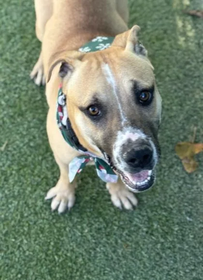 Cinnamon thumbnail 2