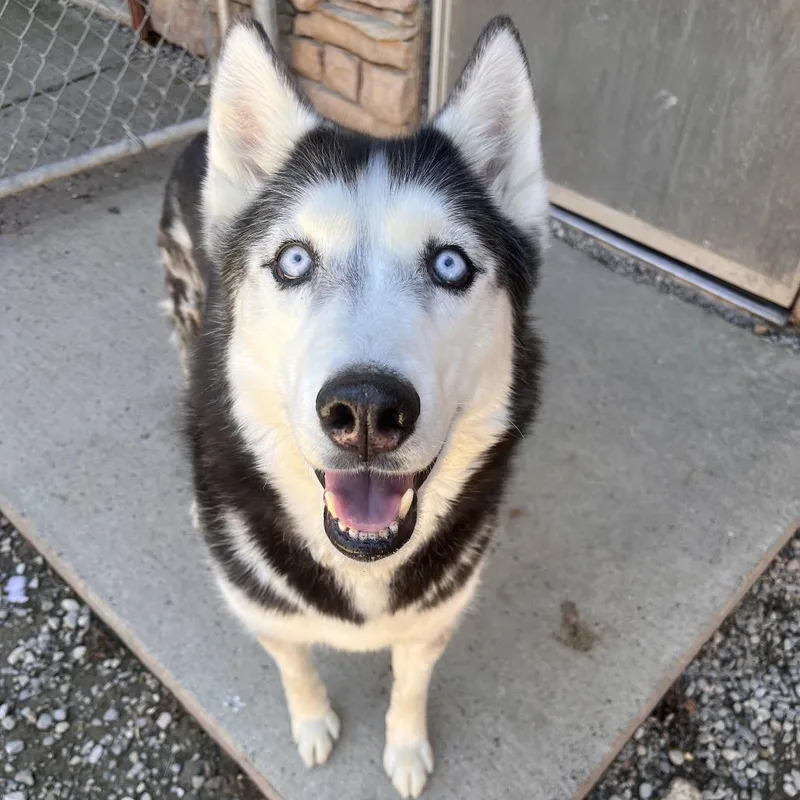 A senior medium-sized male Black Mixed Breed dog named Max for adoption in Fairport, NY