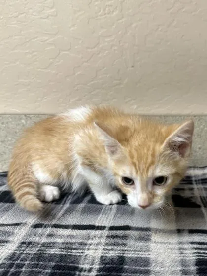 A young small-sized male Domestic Short Hair cat named Nick for adoption in Phoenix, AZ