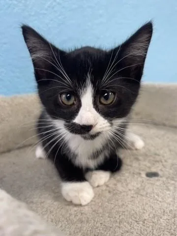 A baby small-sized female White Domestic Short Hair cat named Jolene for adoption in Hollister, CA