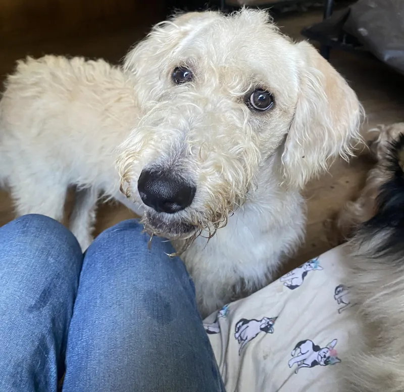 An adult medium-sized female Labradoodle dog named Trish for adoption in Blytheville, AR