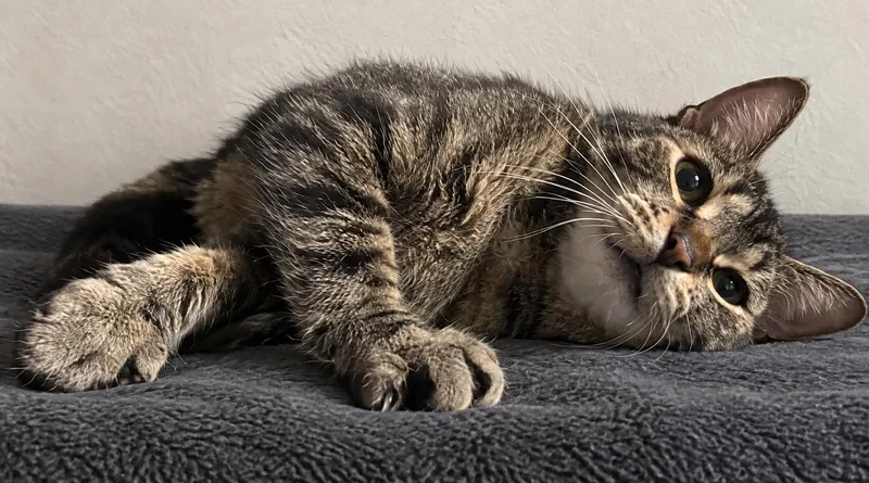 A young medium-sized female Tabby (Brown / Chocolate) Domestic Short Hair cat named Posey the precious for adoption in Bloomfield, NJ