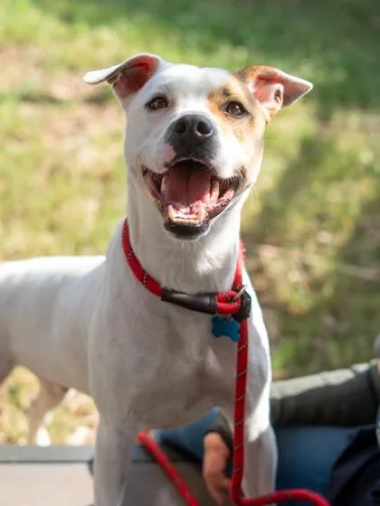 An adult large-sized male Mixed Breed dog named Zircon for adoption in Chamblee, GA