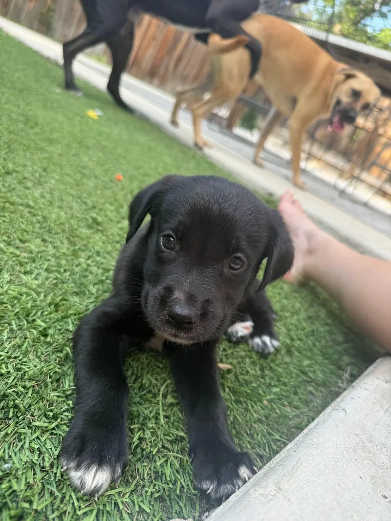 Puppies thumbnail 2
