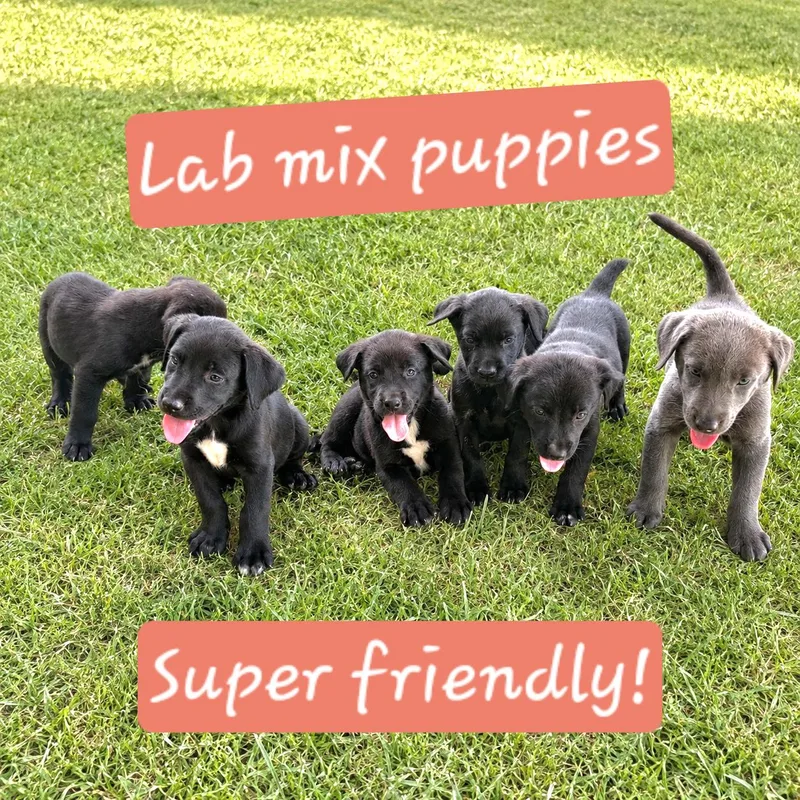 Puppies thumbnail 4