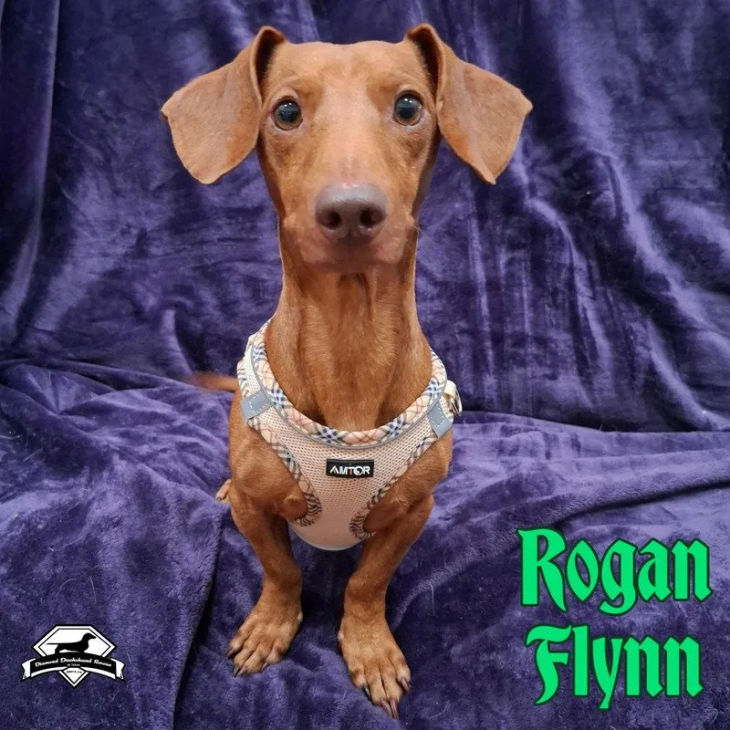 An adult medium-sized male Dachshund dog named Rogan Flynn for adoption in San Antonio, TX