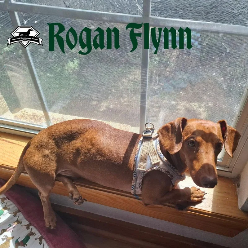 Rogan Flynn thumbnail 2