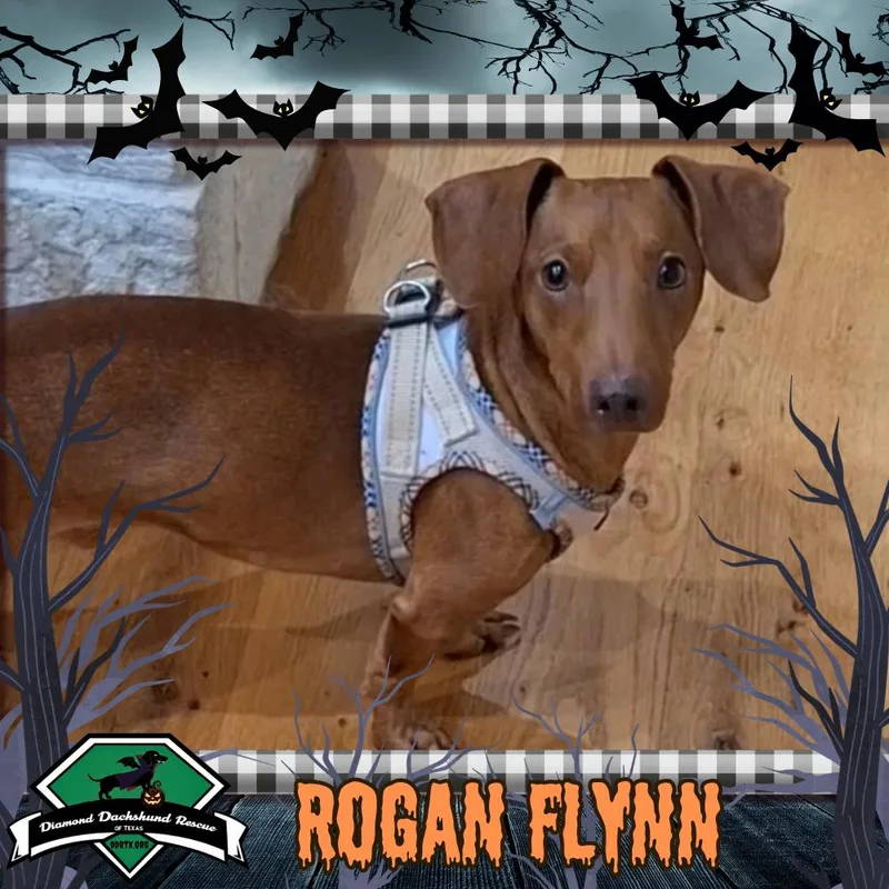 Rogan Flynn thumbnail 3