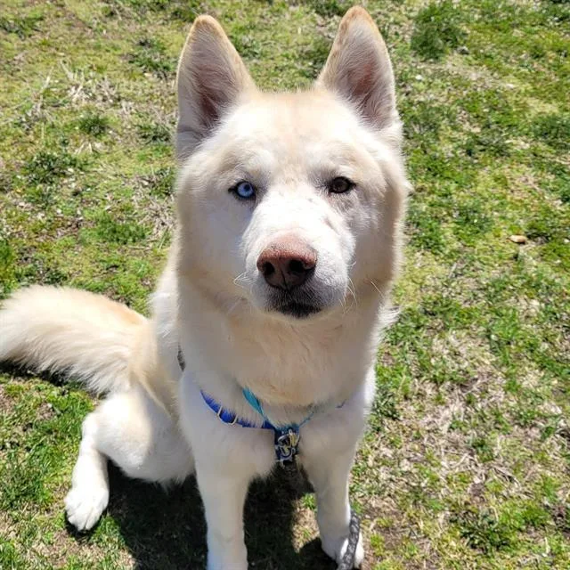 An adult large-sized male Siberian Husky dog named Ghost for adoption in Centerville, MA