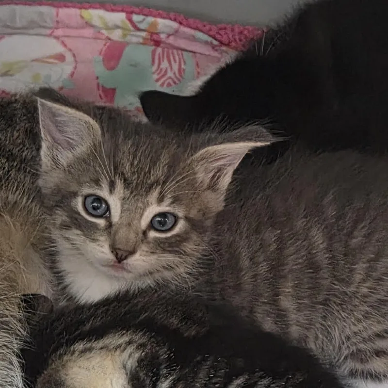 A baby small-sized male Gray / Blue / Silver Domestic Short Hair cat named Glenn for adoption in Camden, DE