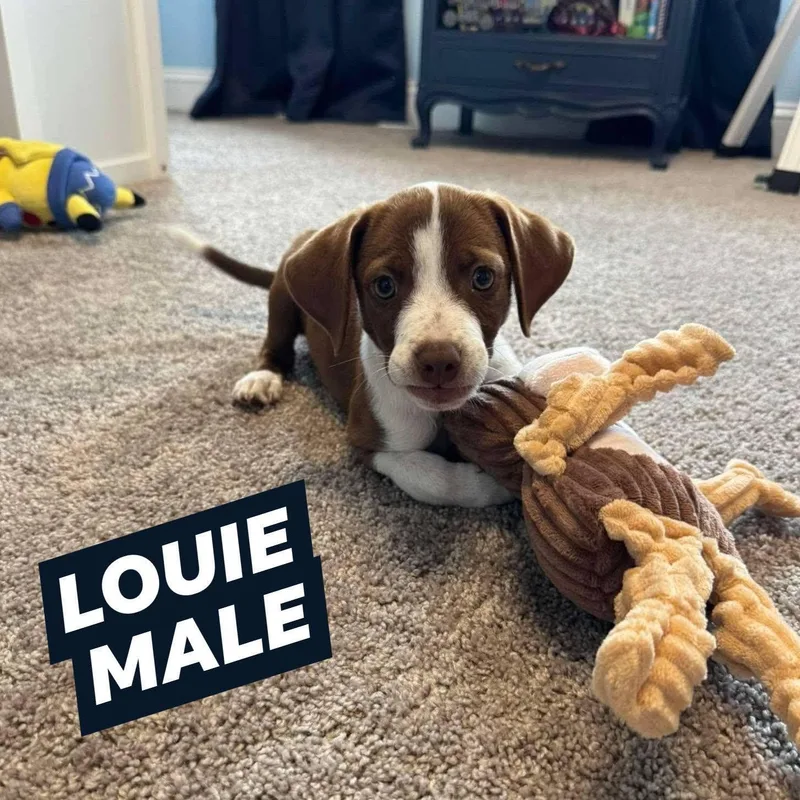 A baby small-sized male Brown / Chocolate Beagle dog named Louie for adoption in Myrtle Beach, SC