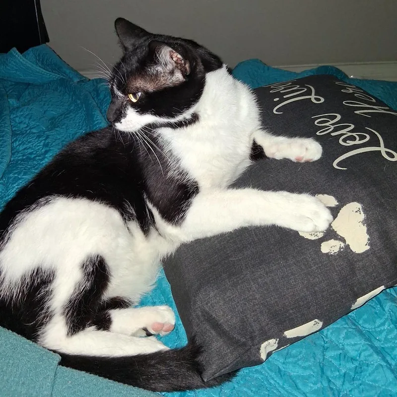 An adult medium-sized male Black American Shorthair cat named Sammie for adoption in Houston, TX