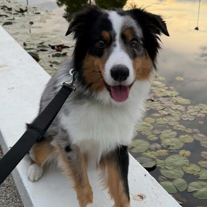 An adult medium-sized male Australian Shepherd dog named Biggie for adoption in Olathe, KS