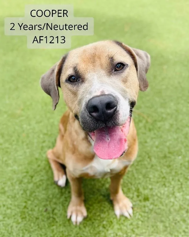 An adult large-sized male Yellow / Tan / Blond / Fawn Pit Bull Terrier dog named Cooper for adoption in Supply, NC