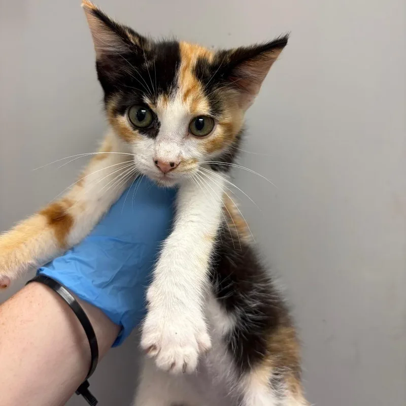 A baby small-sized female Black Domestic Short Hair cat named Pancake for adoption in Columbiana, AL