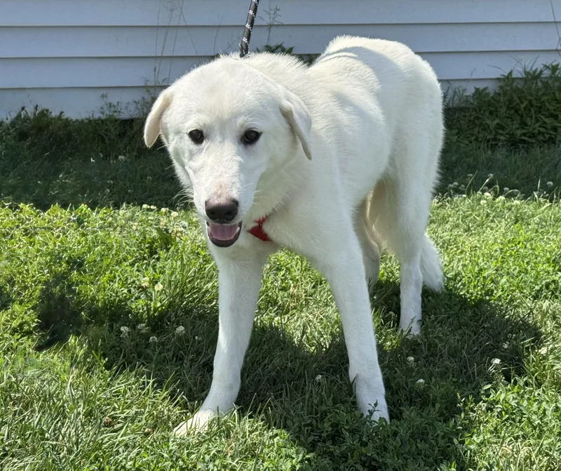 A young medium-sized female White / Cream Great Pyrenees dog named Cool Whip for adoption in Ellicott City, MD