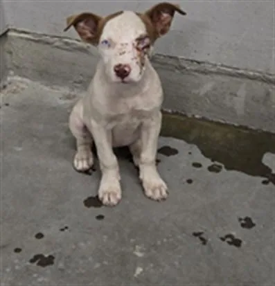 A baby medium-sized female Pit Bull Terrier dog named Eileen for adoption in Camarillo, CA