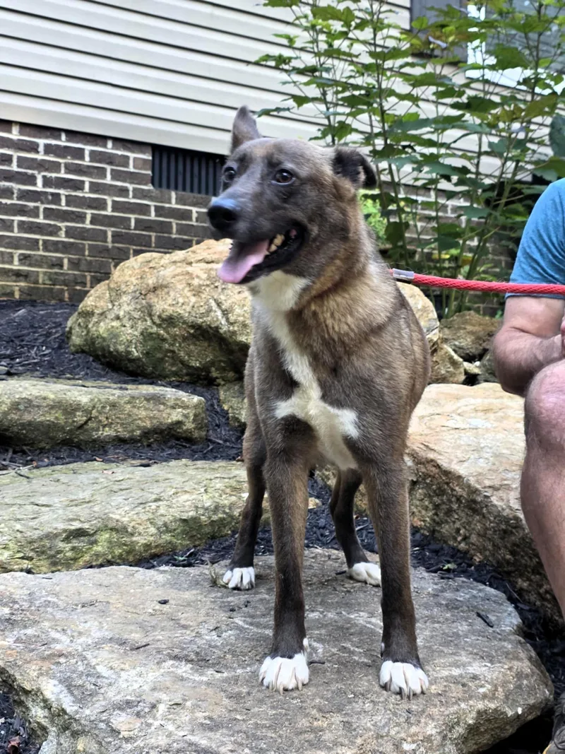 An adult medium-sized female Mixed Breed dog named Valentina for adoption in Shelburne, VT