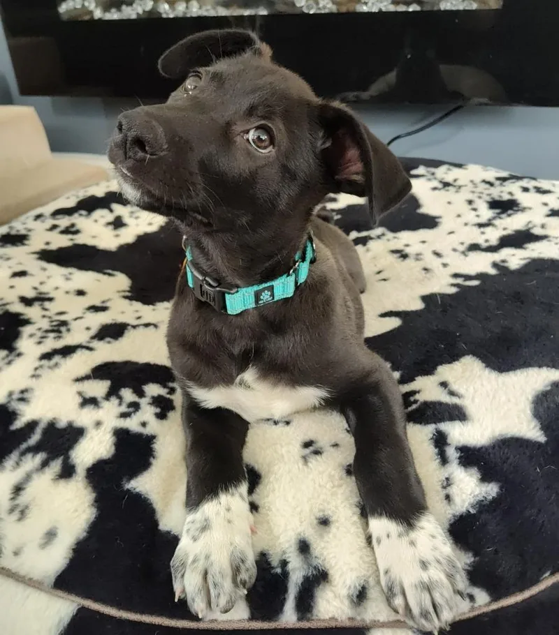 A baby medium-sized male German Shepherd Dog dog named Button for adoption in Minneapolis, MN