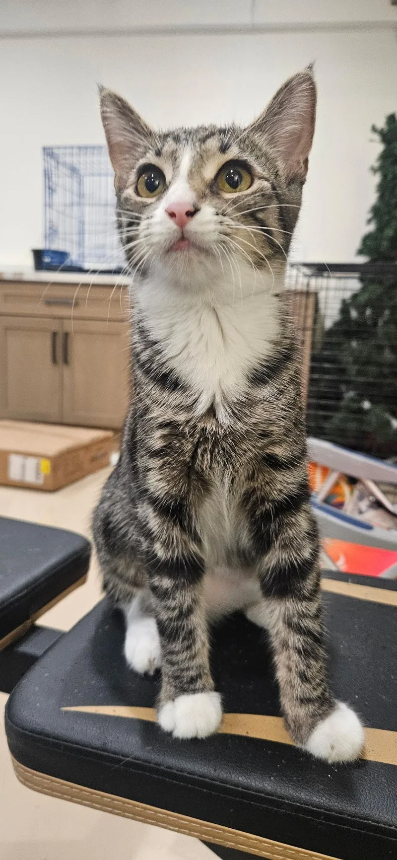 A baby large-sized female Tabby (Brown / Chocolate) Domestic Short Hair cat named Brittany for adoption in Santa Ana, CA