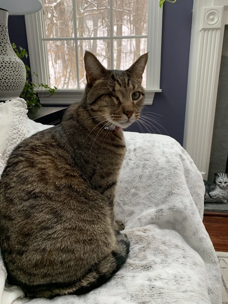 An adult large-sized male Tabby (Brown / Chocolate) Tabby cat named RooDeclawed Adult Male for adoption in Kinnelon, NJ