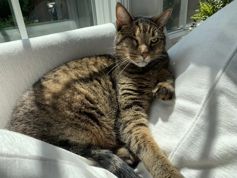 RooDeclawed Adult Male thumbnail 2