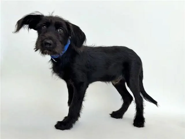 A baby small-sized male Terrier dog named Koda for adoption in Saint Louis, MO