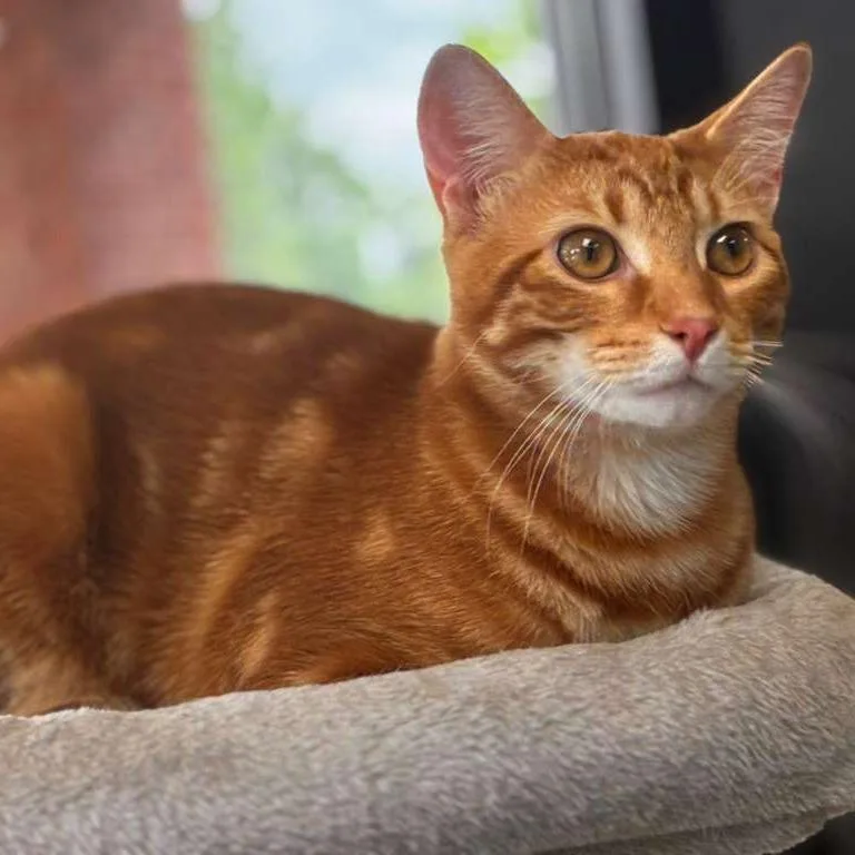 A young medium-sized male Orange / Red Domestic Short Hair cat named Prince Wascal for adoption in Gadsden, AL