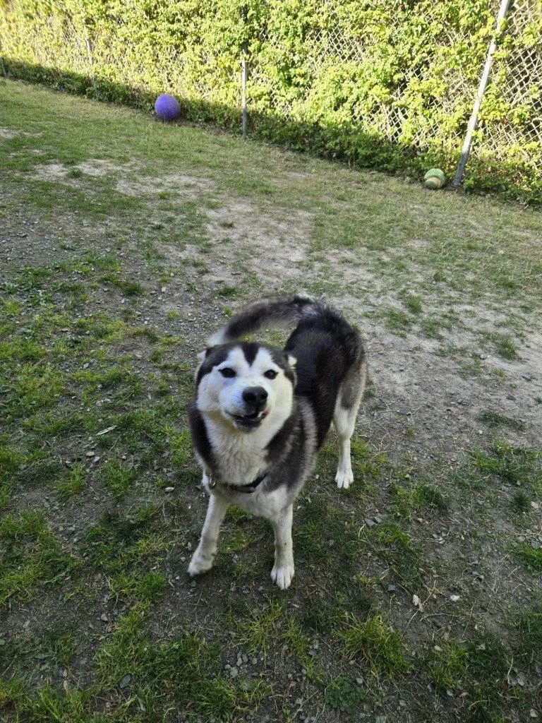 An adult large-sized male Husky dog named Da Chapo for adoption in Glen Allen, VA