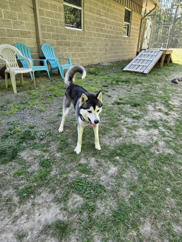 Da  Chapo thumbnail 2