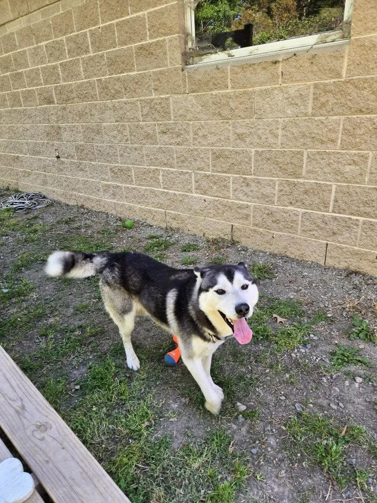 Da  Chapo thumbnail 3