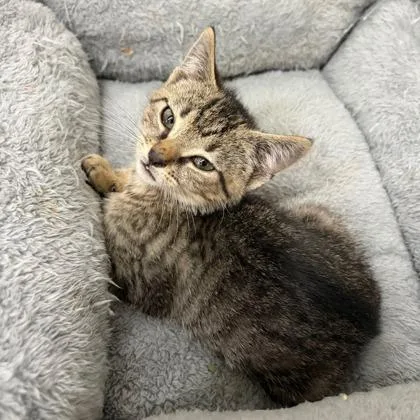 A young large-sized female Domestic Short Hair cat named Fettucinni for adoption in Kansas City, MO
