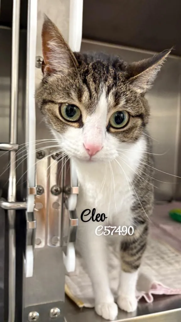 Cleo