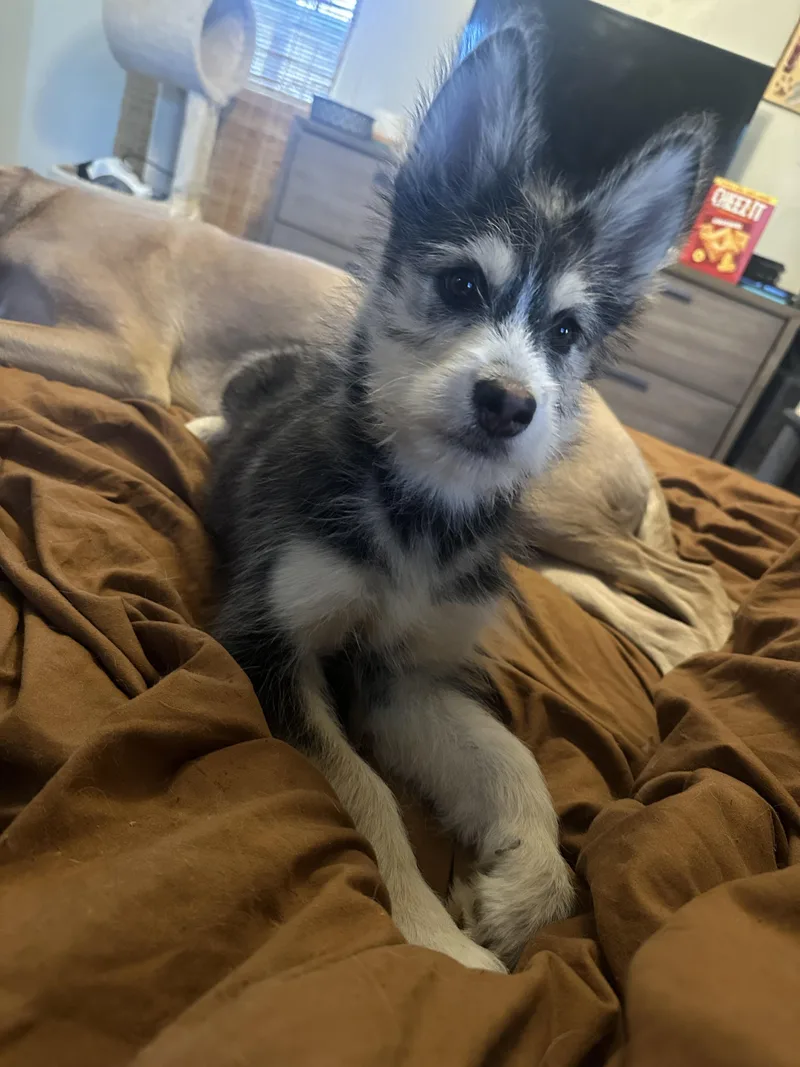 A baby medium-sized female Gray / Blue / Silver Husky dog named Midge for adoption in Oklahoma City, OK