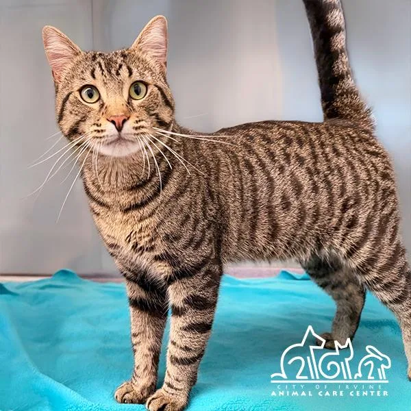 A young medium-sized male Domestic Short Hair cat named Riffraff for adoption in Irvine, CA