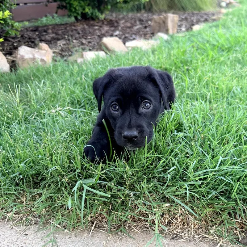 A baby medium-sized male Black Mixed Breed dog named Shadow II for adoption in Mount Pleasant, TX