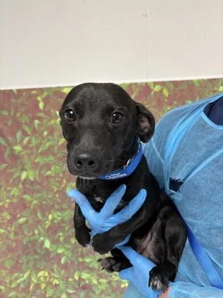 An adult small-sized male Chihuahua dog named Flynn for adoption in San Antonio, TX