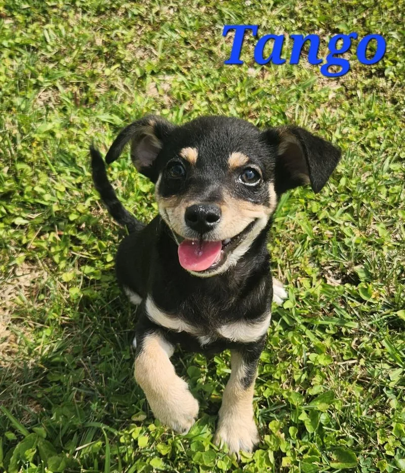 A baby small-sized male Chihuahua dog named Tango for adoption in New Bern, NC