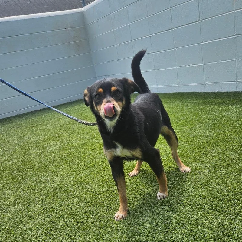 An adult medium-sized female Black Mixed Breed dog named Lady Gaba for adoption in LOXAHATCHEE, FL