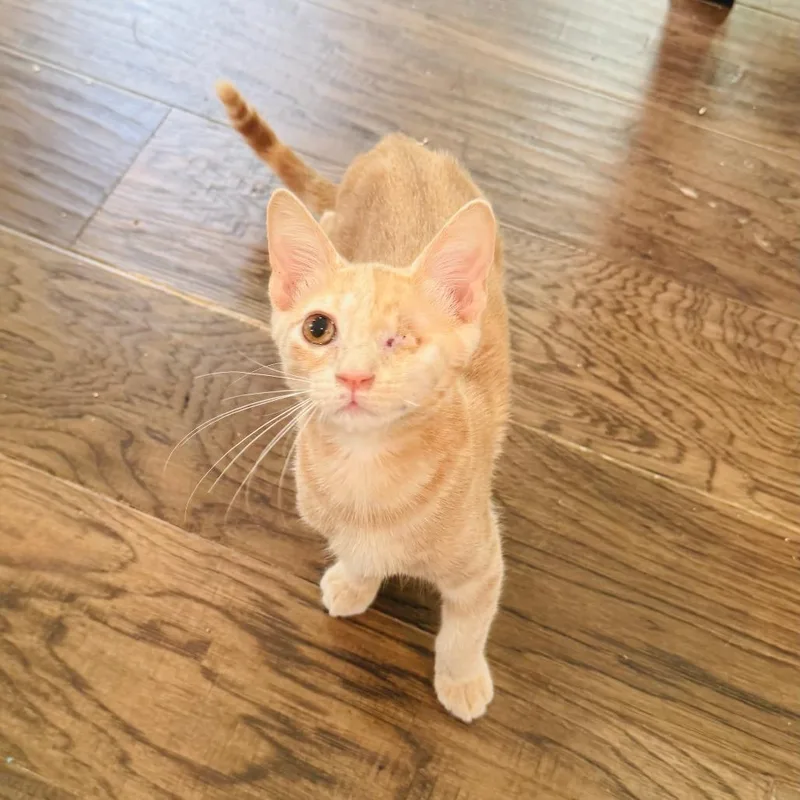 A baby medium-sized male Orange & White Domestic Short Hair cat named Jamón for adoption in Houston, TX