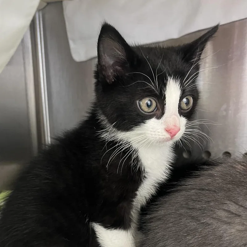 A baby small-sized male Black Domestic Short Hair cat named Cullen for adoption in Lynchburg, VA