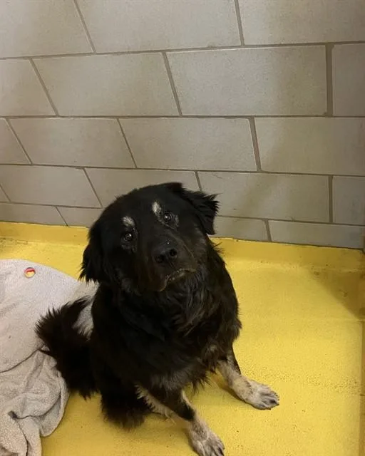 A young large-sized male Mixed Breed dog named Harry for adoption in Dallas, TX